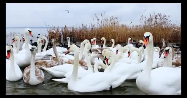 Grupo de hermosos cisnes blancos a orillas del río en el día de invierno — Vídeo de stock