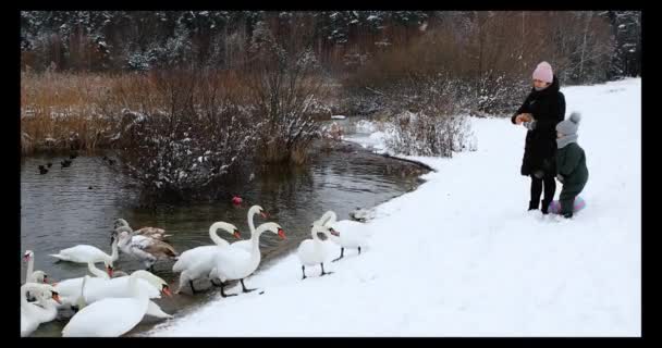En grupp vackra vita svanar på flodstranden på vinterdagen — Stockvideo
