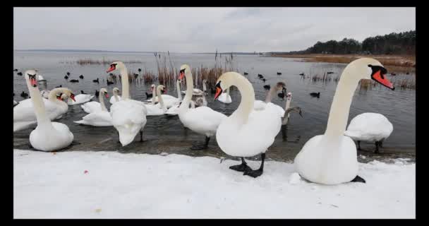 En grupp vackra vita svanar på flodstranden på vinterdagen — Stockvideo