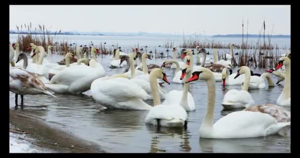 冬日，一群美丽的白天鹅在河边 — 图库视频影像