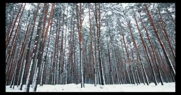 Hermoso bosque de invierno — Vídeo de stock