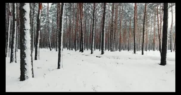 Bela floresta de inverno — Vídeo de Stock
