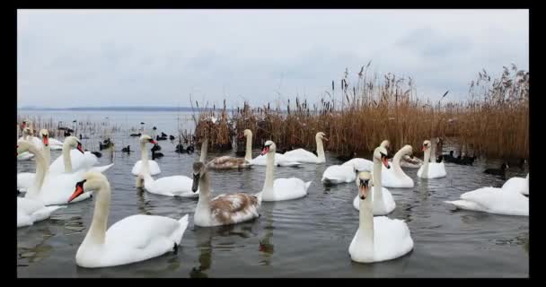 冬日，一群美丽的白天鹅在河边 — 图库视频影像
