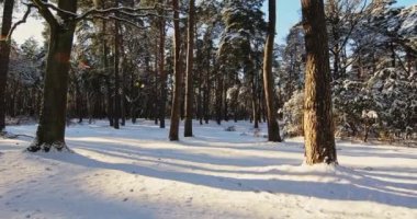 Güzel Kış Ormanı