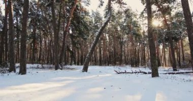 Güzel Kış Ormanı
