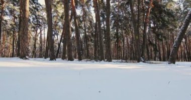 Güzel Kış Ormanı