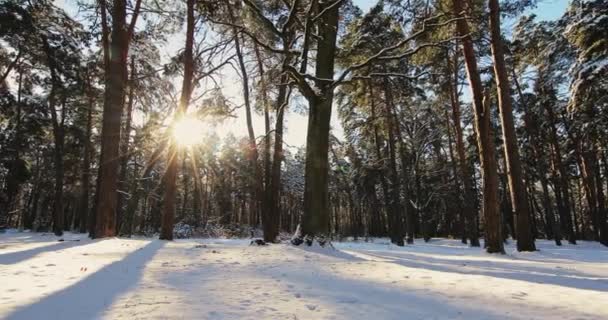 Hermoso bosque de invierno — Vídeo de stock