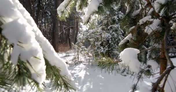 美丽的冬季森林 — 图库视频影像