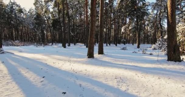 Гарні зимовий ліс — стокове відео