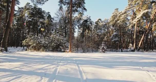 Güzel Kış Ormanı — Stok video