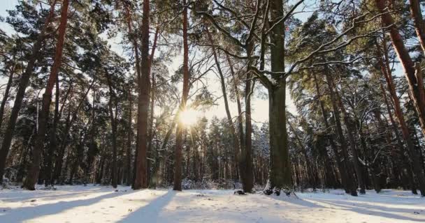 Krásný zimní les — Stock video