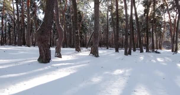 Гарні зимовий ліс — стокове відео