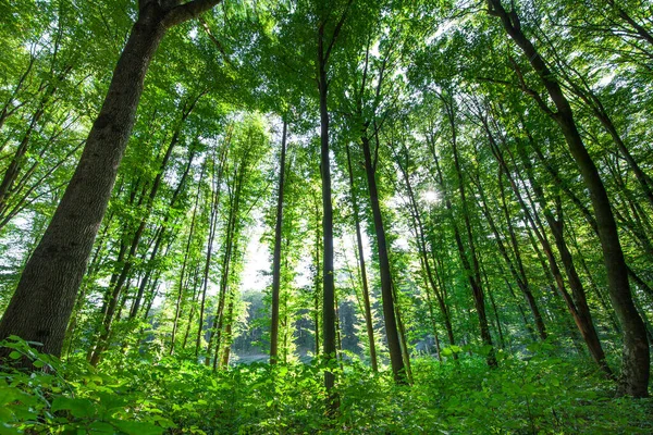 Lentewoudbomen. natuur groen hout zonlicht achtergronden — Stockfoto