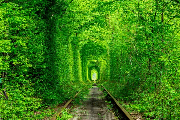 Uma ferrovia no túnel de amor da floresta de primavera — Fotografia de Stock