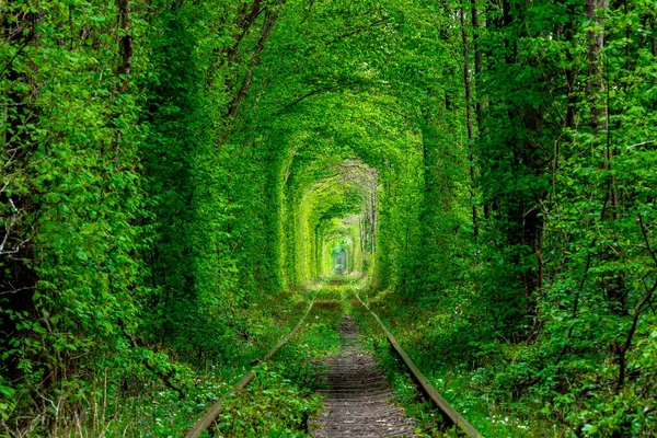 Una ferrovia nella foresta primaverile tunnel d'amore — Foto Stock