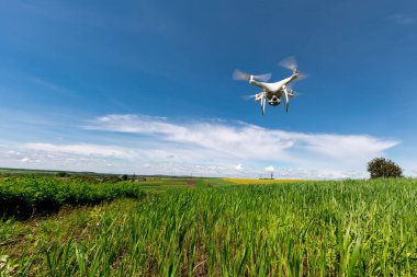 Dron kuad helikopteri yeşil mısır tarlasında