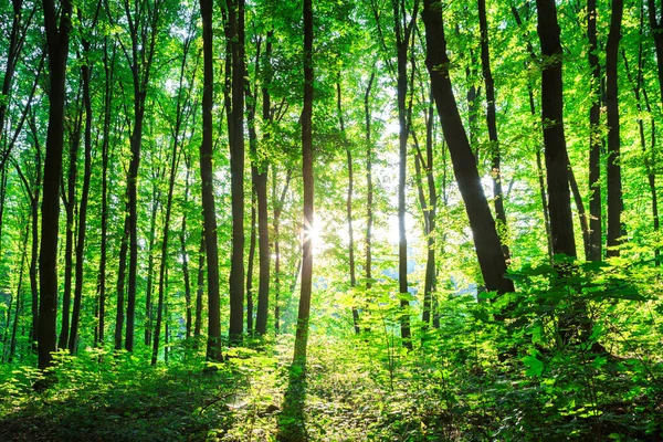 Bahar ormanı ağaçları. doğa yeşil ahşap güneş ışığı arka planı — Stok fotoğraf