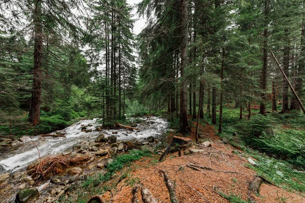 Lesní stromy. příroda zelené dřevo slunce pozadí — Stock fotografie