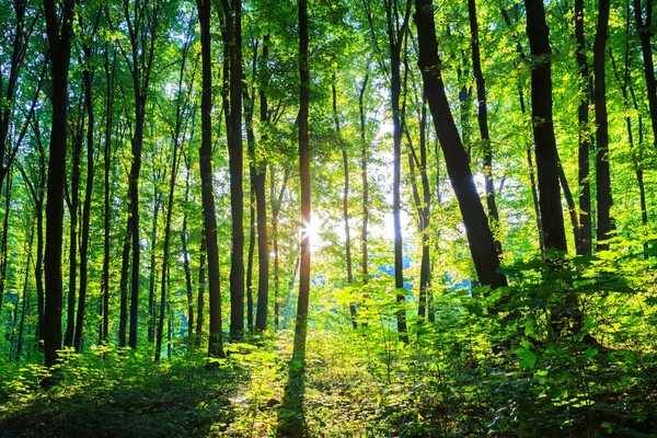 Árvores Floresta Primavera Natureza Verde Madeira Fundos Luz Solar — Fotografia de Stock