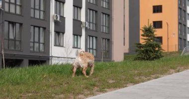 Sokak köpeği sokakta yürüyor.