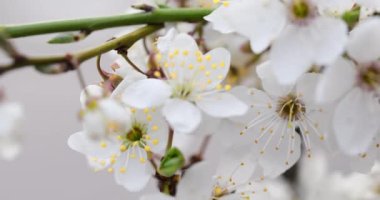 Bahar ağaçları. Ağaçta pembe çiçekler.