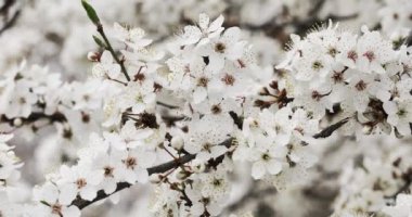 Bahar ağaçları. Ağaçta pembe çiçekler.