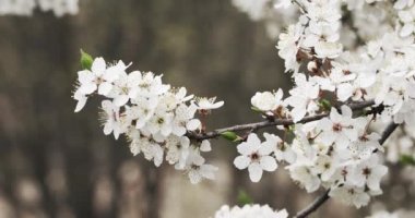 Bahar ağaçları. Ağaçta pembe çiçekler.