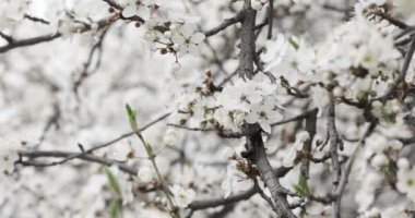 Bahar ağaçları. Ağaçta pembe çiçekler.