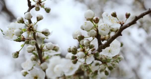 Jarní kvetoucí stromy. Růžové květy na stromě. — Stock video