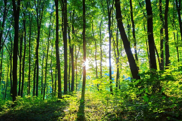 春の森だ。緑の木漏れ日の背景 — ストック写真