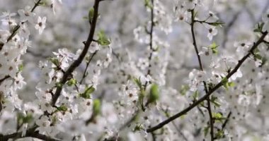 Bahar ağaçları. Ağaçta pembe çiçekler.