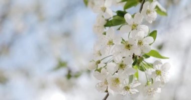 Bahar ağaçları. Ağaçta pembe çiçekler.