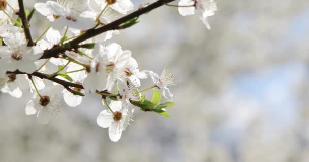 春天开花的树。树上的粉红花朵. — 图库视频影像