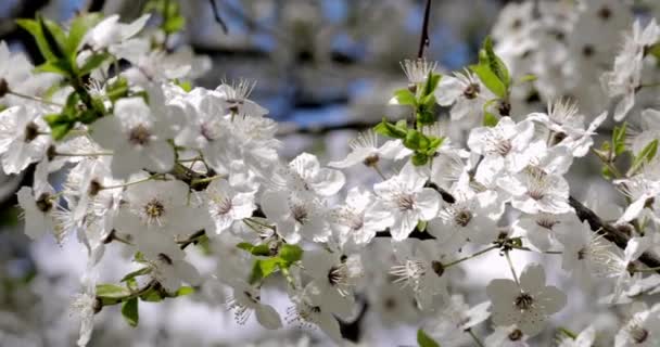Frühlingsblühende Bäume. Rosa Blumen auf dem Baum. — Stockvideo