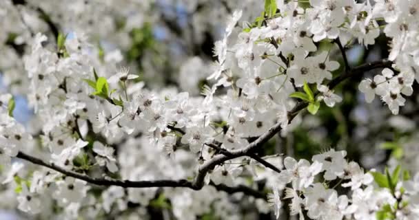 Spring flowering trees. Pink flowers on the tree. — ストック動画