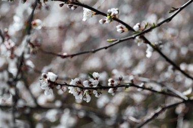 Güzel elma çiçeği beyaz çiçek
