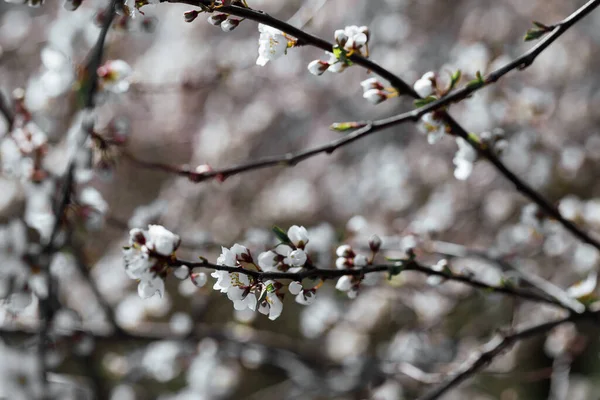 Güzel elma çiçeği beyaz çiçek
