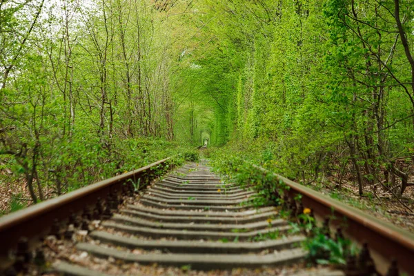 Un ferrocarril en el bosque de primavera. túnel del amor — Foto de Stock