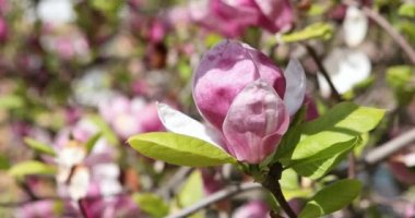 Bahar mevsiminde parkta güzel sakura çiçekleri