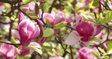 Bahar mevsiminde parkta güzel sakura çiçekleri