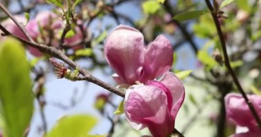 Bahar mevsiminde parkta güzel sakura çiçekleri