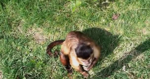 Monkey climbing a tree in the forest — Video