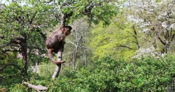 Monkey climbing a tree in the forest — Stock Video