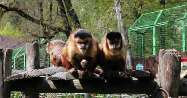 Monkey climbing a tree in the forest — Vídeos de Stock