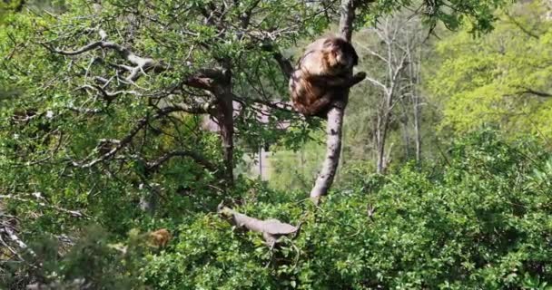 Monkey climbing a tree in the forest — Video