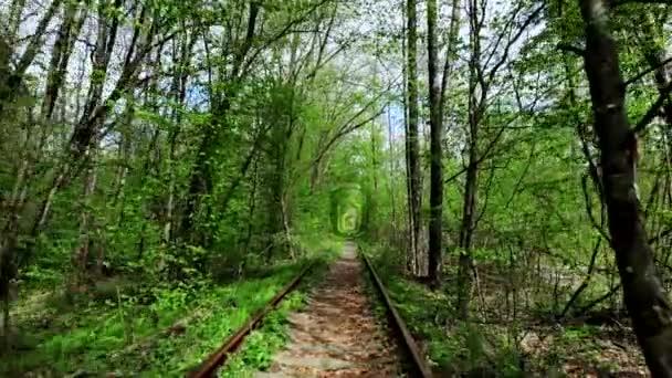 Железная дорога в весеннем лесу. туннель любви — стоковое видео