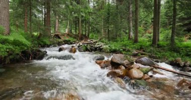 Su yeşil ormandaki yosunlarla kaplanmış taşların üzerinden akıyor.. 