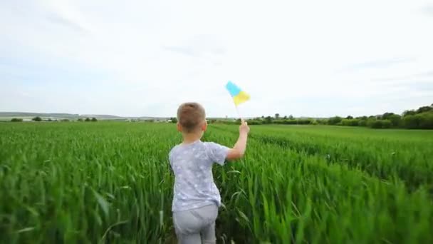Liten pojke med ukrainsk flagga i vetefält. — Stockvideo