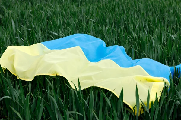 Bandera de Ucrania es azul-amarillo en el campo verde — Foto de Stock