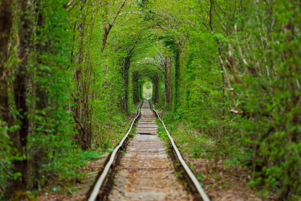 Σιδηρόδρομος Στο Δάσος Της Άνοιξης Σήραγγα Της Αγάπης Πράσινα Δέντρα — Φωτογραφία Αρχείου